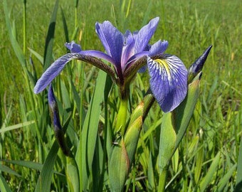 Iris versicolor | Northern Blue Flag | Liver Lily | Water Iris | 10 Seeds