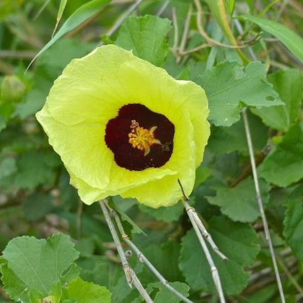 Hibiscus cannabinus | Yellow Flower | Kenaf | 10 Seeds