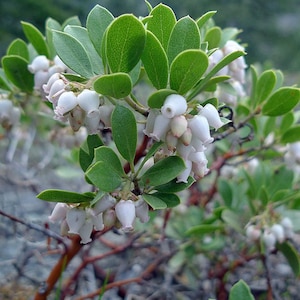 Arctostaphylos nevadensis | Pinemat Manzanita | 10 Seeds