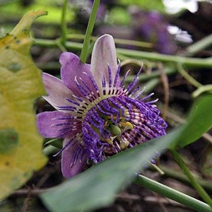 Passiflora seemannii | Seemanns Passion Flower | 5 Seeds
