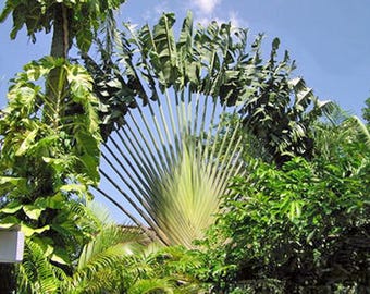 Rhopalostylis Sapida | Nikau Palm | Shaving Brush Palm | 10 Seeds