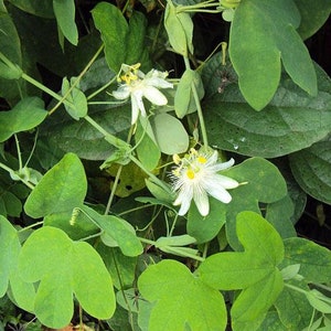 Passiflora subpeltata White Passionflower 5 Seeds image 5