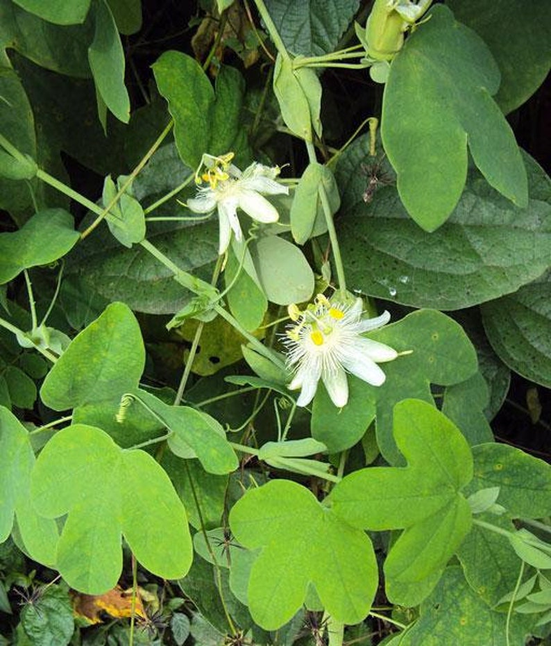 Passiflora subpeltata White Passionflower 5 Seeds image 5