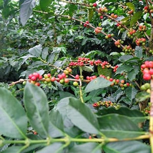 Red Bourbon Coffee Plant - Etsy