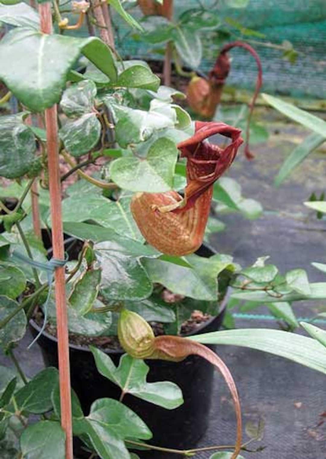Aristolochia Macroura Dutchmans Pipe 10 Seeds Etsy