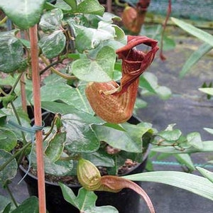 Aristolochia macroura | Dutchmans Pipe | 10 Seeds