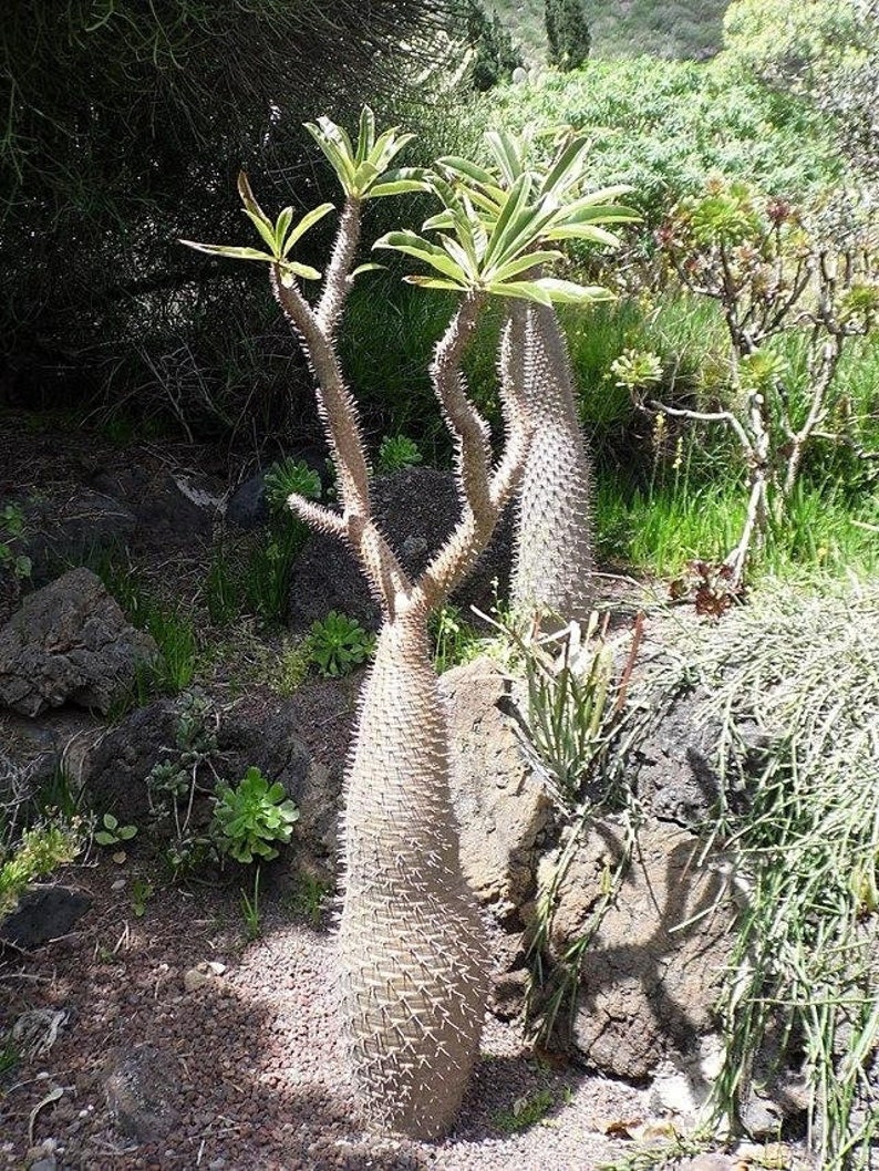 Pachypodium geayi Elephants Foot Madagascar Palm 10 Seeds image 1