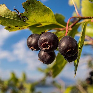 Amelanchier alnifolia | Saskatoon Serviceberry | 5 Seeds