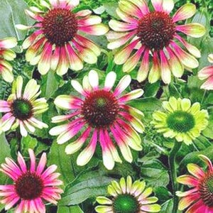 Echinacea purpurea | Green Twister | Coneflower | 10 Seeds image 1