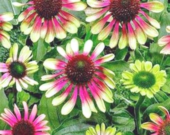 Echinacea purpurea | Green Twister | Coneflower | 10 Seeds