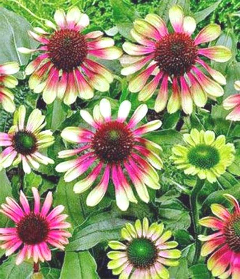 Echinacea purpurea | Green Twister | Coneflower | 10 Seeds image 1