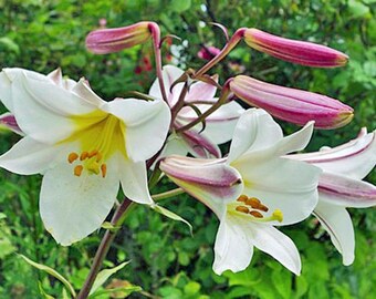 Lilium regale / Lirio real o de los reyes / 10 semillas