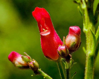 Scrophularia macrantha | Redbirds in a Tree | 20 Seeds