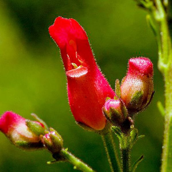 Scrophularia macrantha | Redbirds in a Tree | 20 Seeds