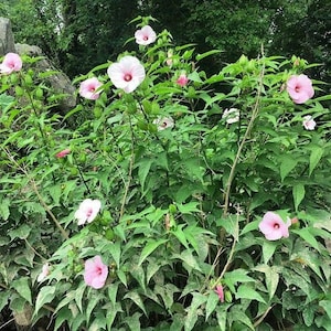 Hibiscus laevis | Soldier Rose Mallow | 30 Seeds