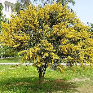 Acacia cyanophylla | Blue Leaved Wattle | 20 Seeds