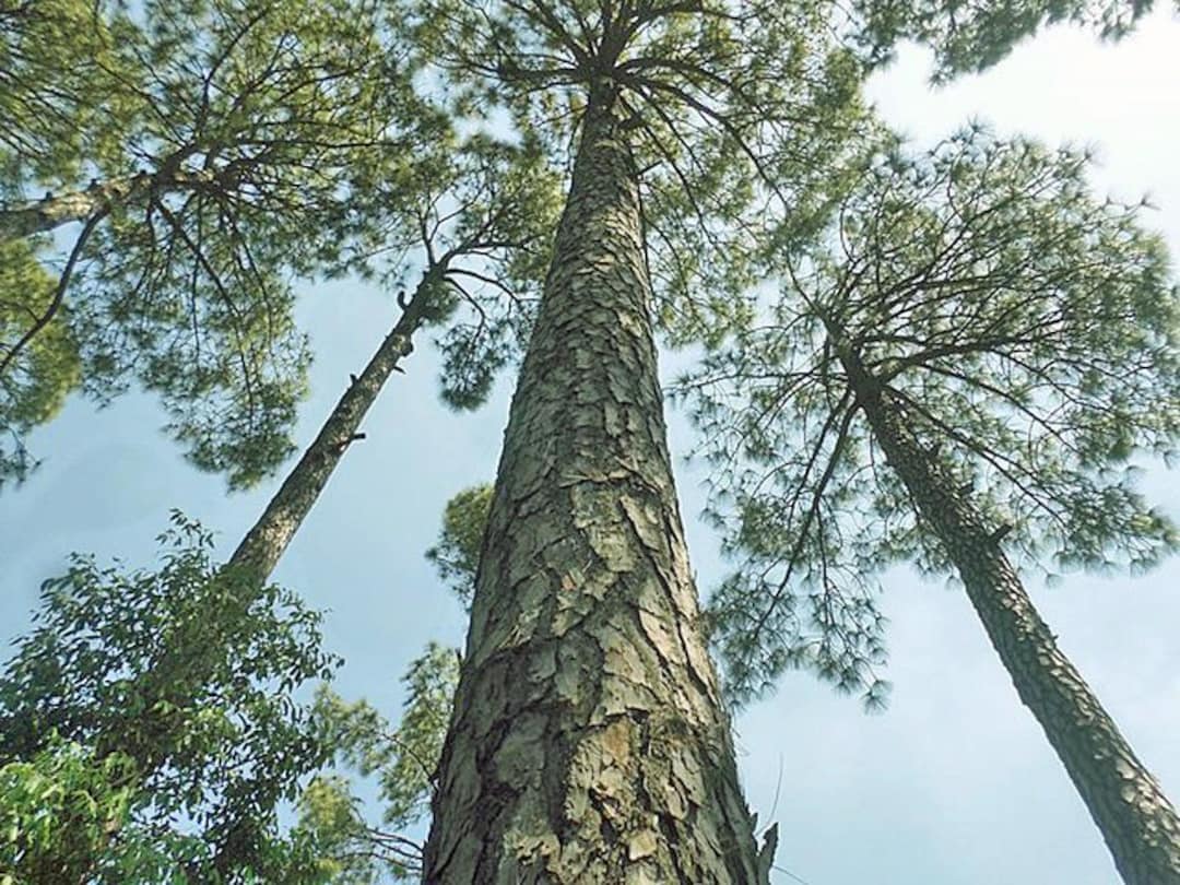 Pinus Roxburghii | Chir Pine | 10 Seeds - Etsy
