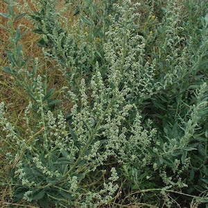 Artemisia douglasiana California Mugwort 50 Seeds image 2