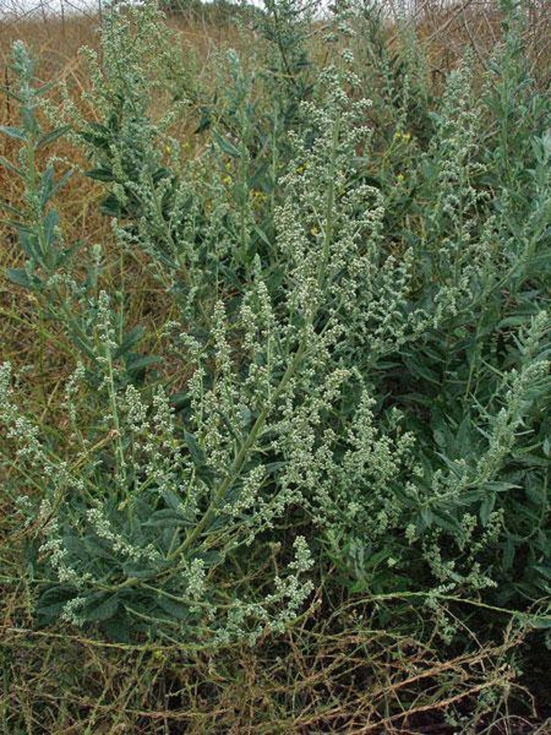 Artemisia douglasiana California Mugwort 50 Seeds image 2