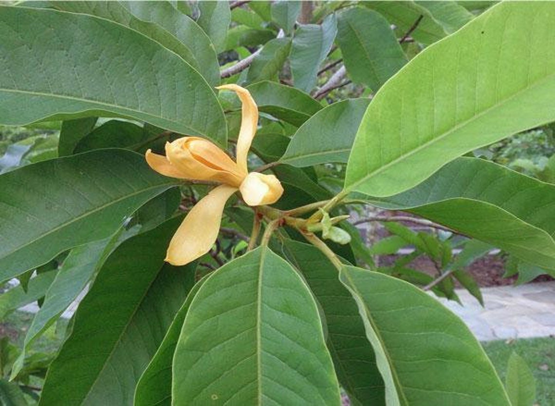 Magnolia champaca Joy Perfume Tree Yellow Jade Orchid Tree Etsy