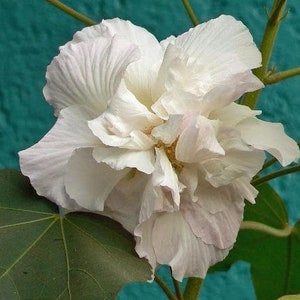 Hibiscus mutabilis Double Cotton Rose 100 Seeds image 6