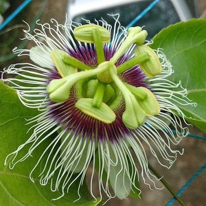 Passiflora edulis | Orange Giant | Passion Flower | 10 Seeds