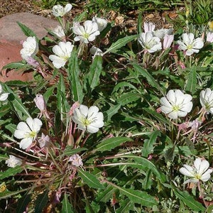 Oenothera caespitosa Fragrant, Tufted or White Evening-Primrose 10 Seeds image 8