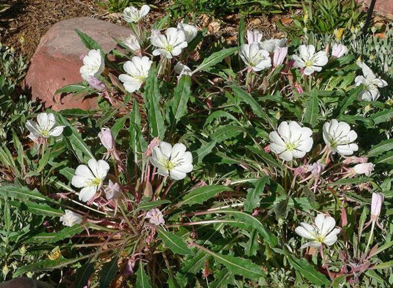 Oenothera caespitosa Fragrant, Tufted or White Evening-Primrose 10 Seeds image 8