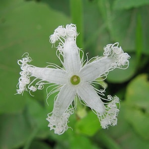 Trichosanthes tricuspidata | Tindora | 10 Seeds