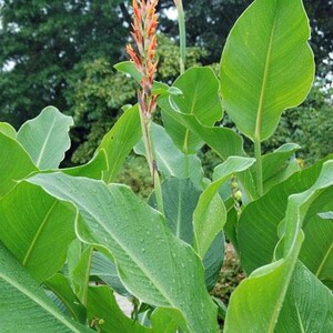 Canna tuerckheimii Giant Canna Lily 5 Seeds image 4