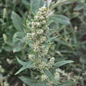 Artemisia douglasiana California Mugwort 50 Seeds image 5