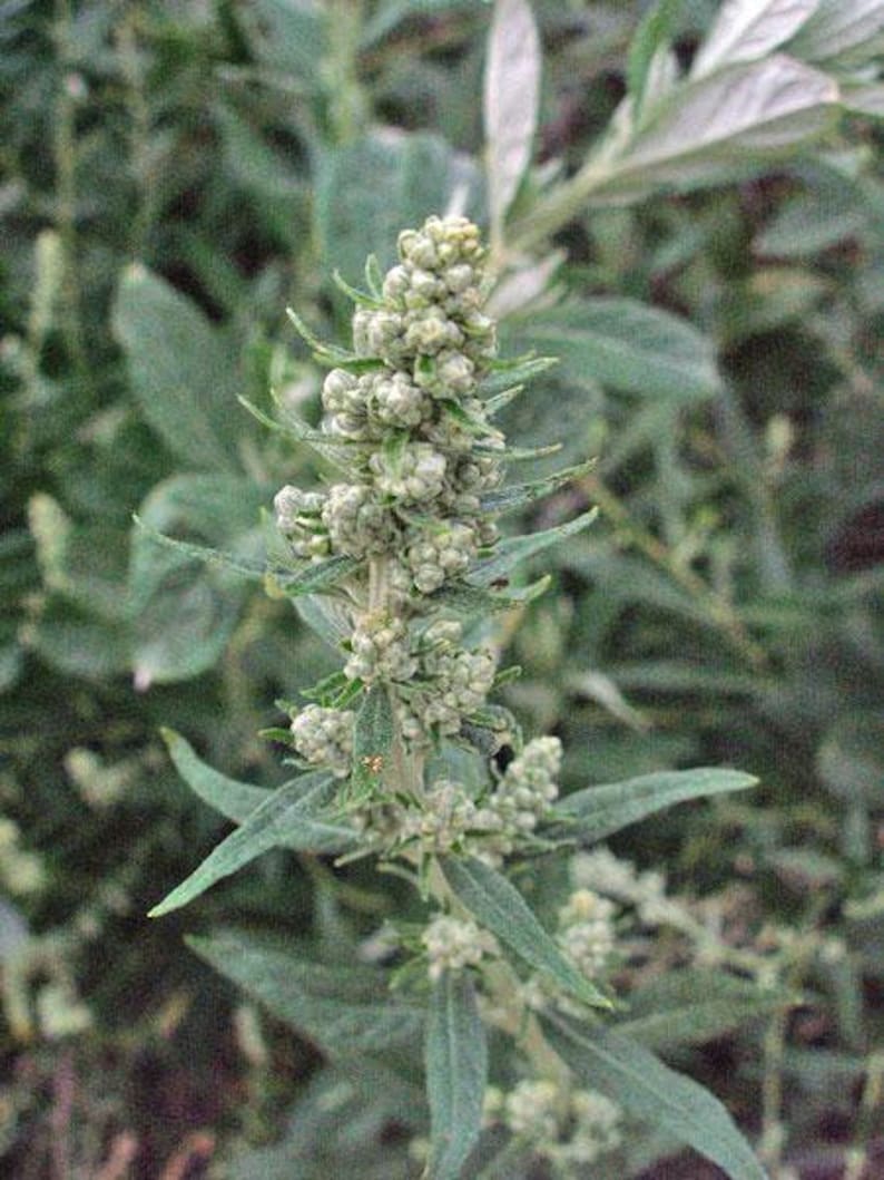 Artemisia douglasiana California Mugwort 50 Seeds image 5