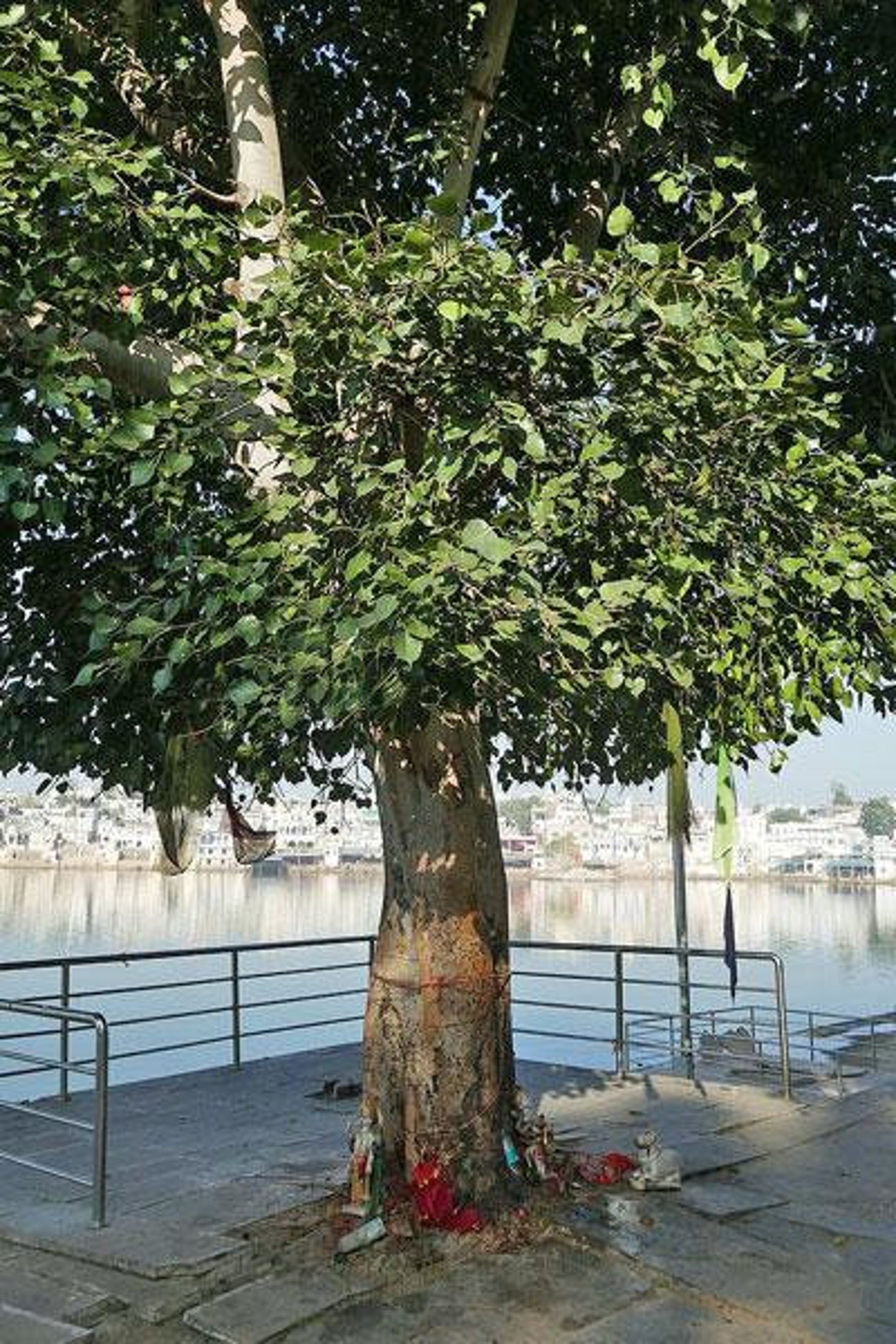 Ficus Religiosa | Sacred Fig | Ashwattha or Bodhi Tree | 100 Seeds - Etsy