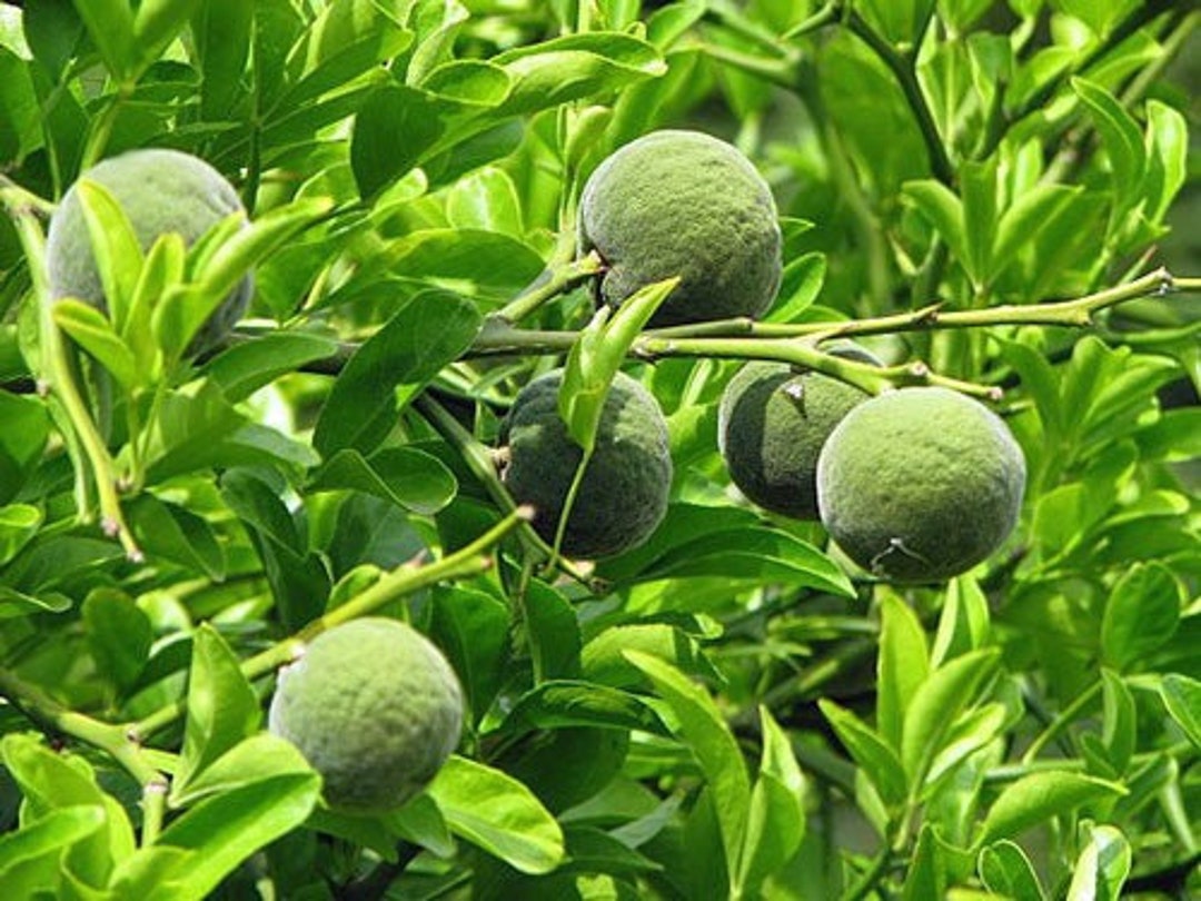 Citrus Trifoliata Flying Dragon Bitter Orange 10 Seeds Etsy