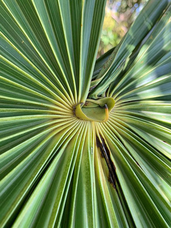 スリナクス ラジアータ(Thrinax radiata) 10号 170cm IMG_20220524_100309_2_1200x120