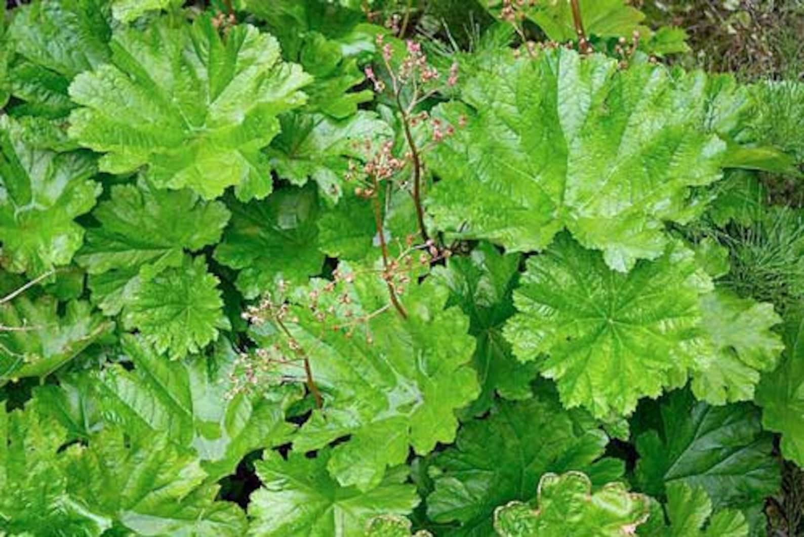 Darmera peltata  Umbrella Plant