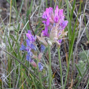 Oxytropis lambertii Purple Locoweed Lamberts Crazyweed 10 Seeds image 2