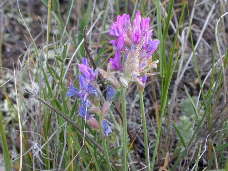 Oxytropis lambertii Purple Locoweed Lamberts Crazyweed 10 Seeds image 2