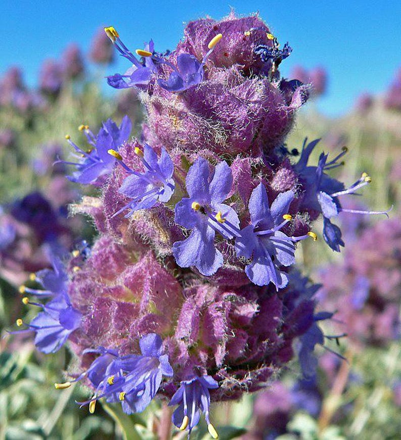 May include: Close-up of a cluster of purple and blue flowers with yellow centers. The flowers are arranged in a spiral pattern and have a fuzzy texture.