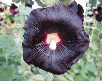 Alcea rosea var. nigra | Arabian Nights | Jet Black | 10 Seeds