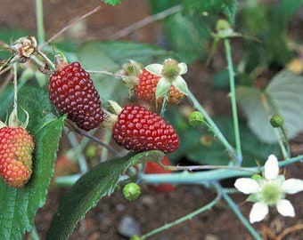 Rubus glaucus | Andean Raspberry | Mora de Castilla | 20 Seeds