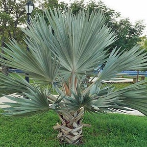 Brahea armata Blue Hesper Palm Gray Goddess 10 Seeds image 1