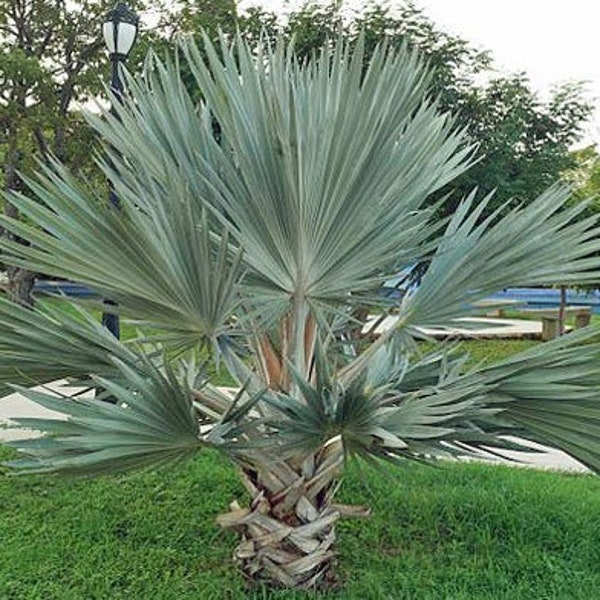 Brahea armata | Blue Hesper Palm | Gray Goddess | 10 Seeds