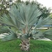 Premium Photo | Brahea armata, commonly known as mexican blue palm or
