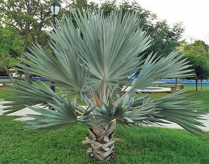 Brahea armata Blue Hesper Palm Gray Goddess 10 Seeds image 1