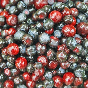 Vaccinium membranaceum | Thinleaf Huckleberry | 20 Seeds