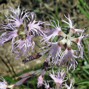 Dianthus superbus | Fringed or Superb Pink | 10 Seeds