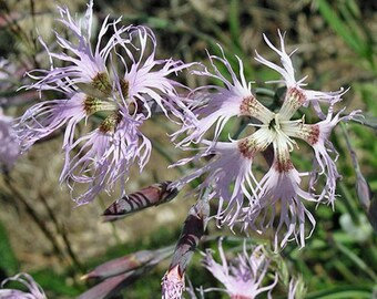 Fringed Pink Dianthus Seeds | Superb Lavender Blooms