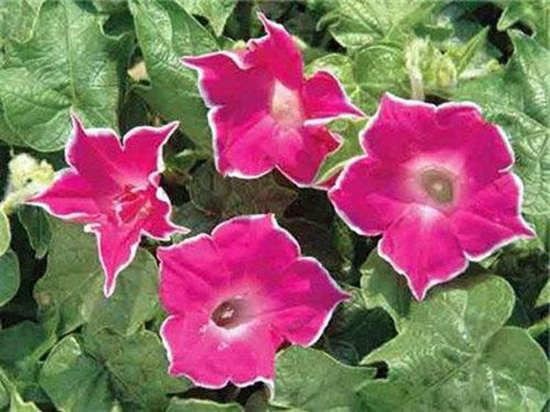 Ipomoea Nil Red Picotee Japanese Morning Glory 5 Seeds Etsy