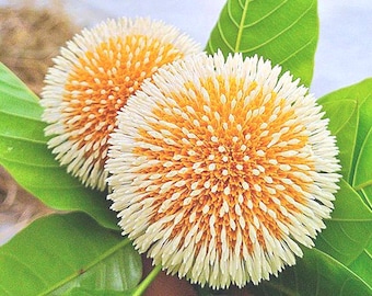 Neolamarckia cadamba | Burmese Rosewood | 100 Seeds